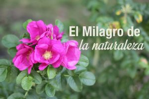 Serum : Concentrados de belleza